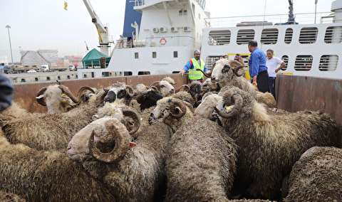 توقیف محموله دام قاچاق در بندر ماهشهر