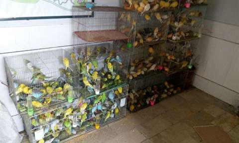 توقیف شناور حامل پرندگان قاچاق در آبراه اروندرود