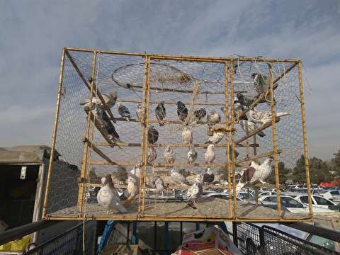 تلاش نافرجام  برای خروج محموله پرندگان از آبراه اروندرود