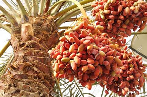 صادرات خرمای شهر بندری شادگان با شناور‌های بومی