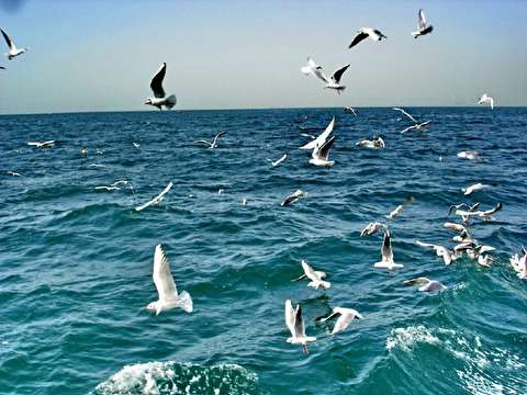 آرامش نسبی در آب‌های شمالی خلیج فارس/ ازسرگیری سفر‌های دریایی