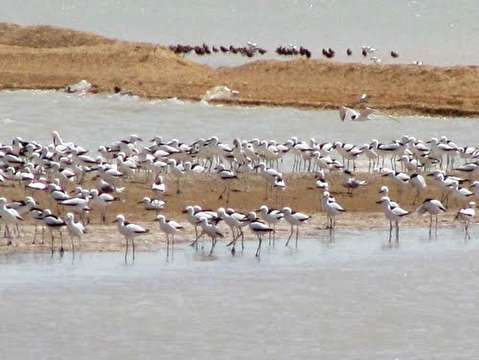 راه اندازی تور‌های گردشگری دریایی به جزیره قمر