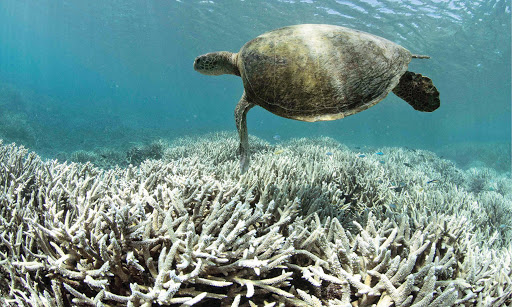 تفاهم‌نامه ایجاد مرکز تحقیقات آبسنگ‌های مرجانی در جزیره کیش امضا شد