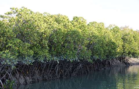 ایجاد ۱۳ مرکز گردشگری دریایی در هرمزگان طی سال جاری / ایجاد منطقه آزاد گردشگری سیریک