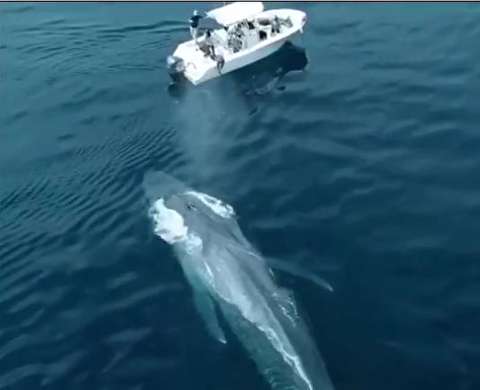 صحنه دیدنی حضور یک نهنگ غول پیکر در کنار قایق تحقیقاتی!(+فیلم)
