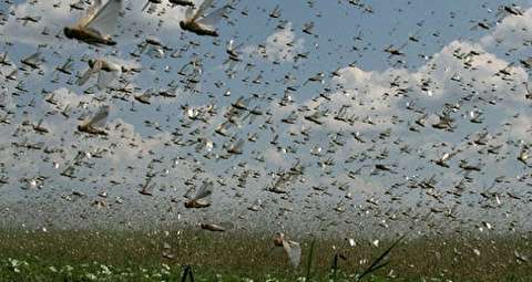 خطر هجوم احتمالی ملخ‌های دریایی به سواحل خوزستان