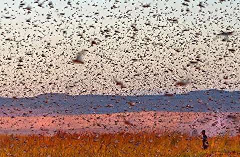 مشاهده دسته‌های ملخ دریایی در مناطق ساحلی خوزستان
