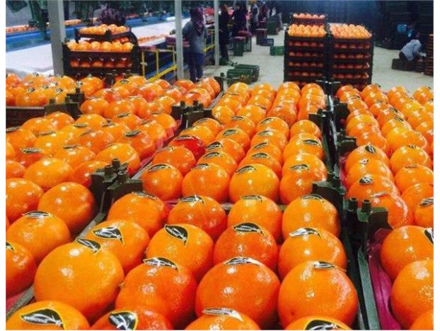 صادرات ۴ هزار تُن محصولات کشاورزی از بندر امیرآباد به خارج کشور