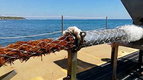 استارت آپی برای جمع آوری جلبک‌های دریایی و تبدیل آن به سوخت و غذا