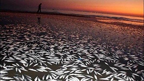 رها شدن ۱۰۰ هزار ماهی مرده در دریا! (+ فیلم)