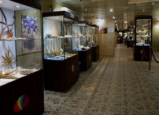 موزه صدف اصفهان؛ جلوه‌ای بی نظیر از گونه‌های دریایی
