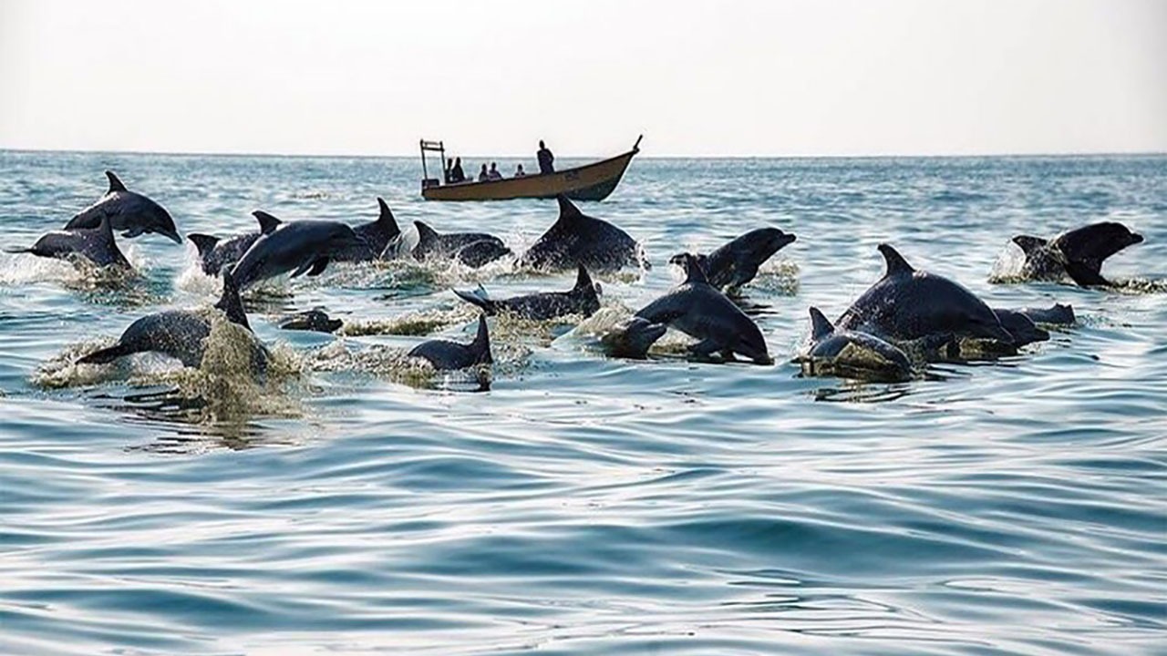 امروز؛ دوره آموزشی حفاظت از دلفین های جزیره هنگام برگزار می شود