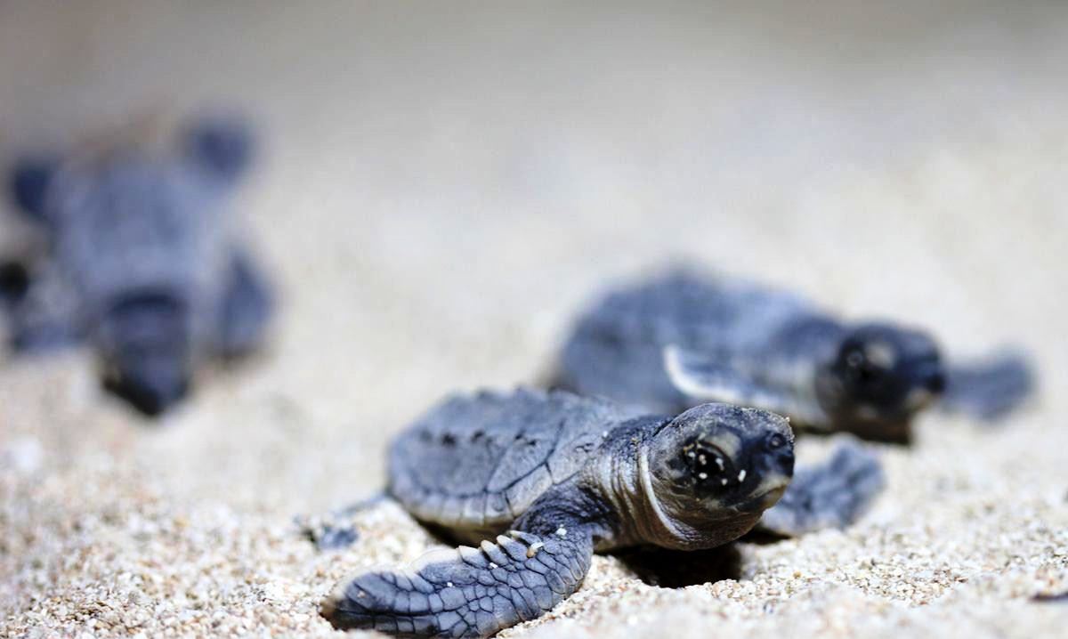 طرح پایش و آمار‌برداری لاک‌پشت‌های دریایی در بوشهر آغاز شد