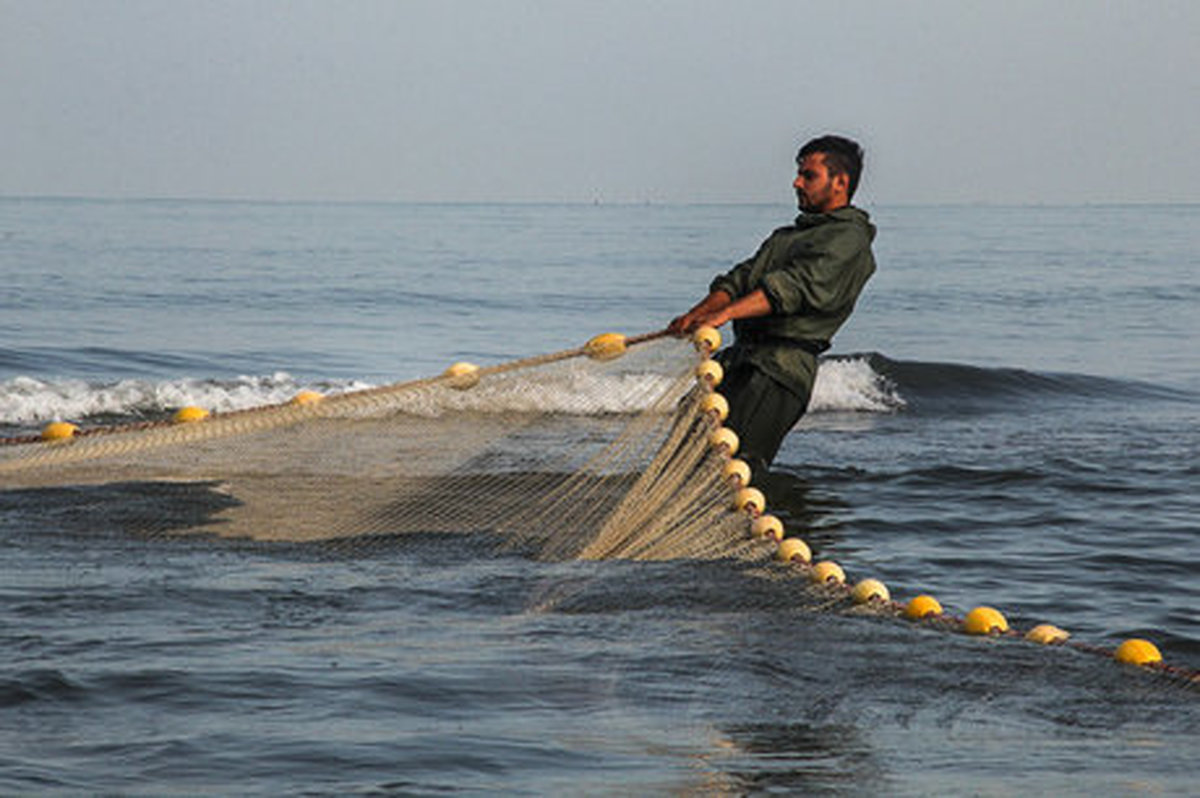 ممنوعیت صید ماهی حلوا سفید در آب‌های شمال غرب خلیج فارس