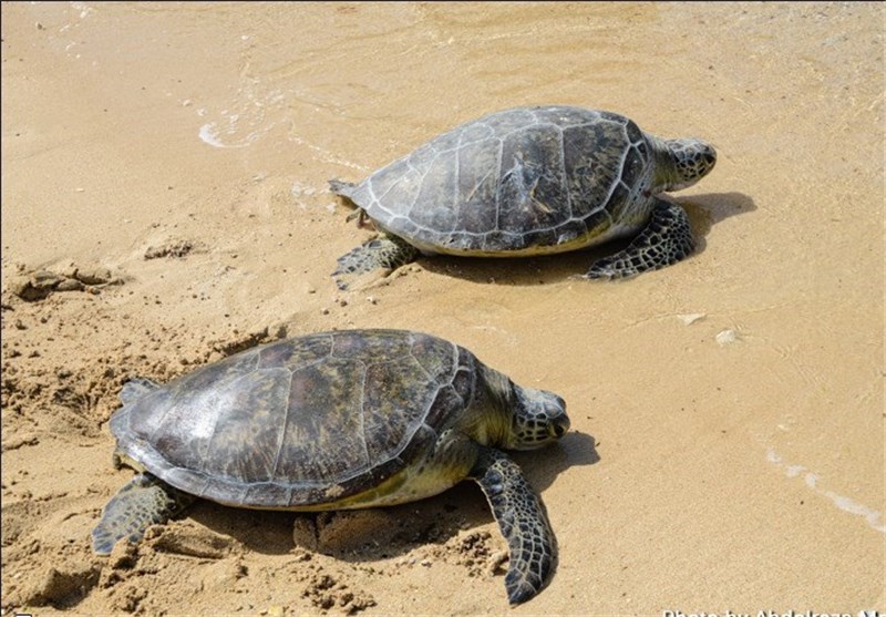 ۳ لاک‌پشت پلاک‌گذاری شده به پارک ملی دریایی نایبند استان بوشهر بازگشتند