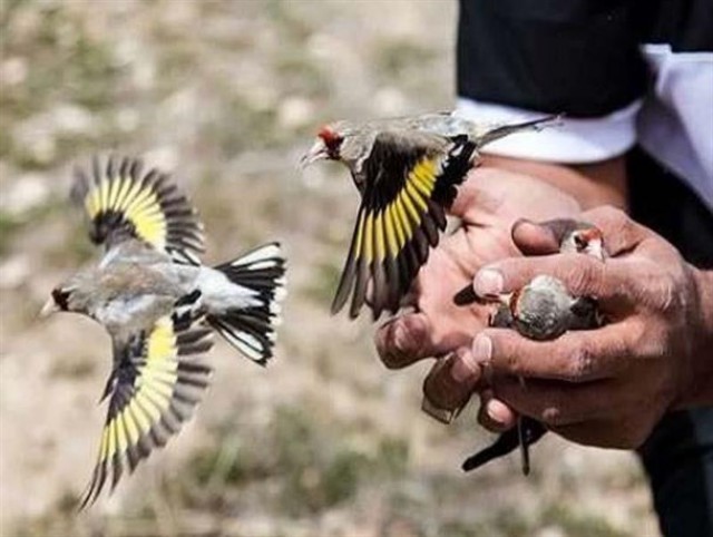 رهاسازی ۴۱۱ پرنده زینتی قبل از قاچاق به کشور‌های حوزه خلیج فارس