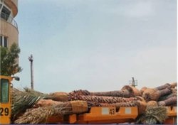 صادرات محموله درختان نخل از گناوه به کویت