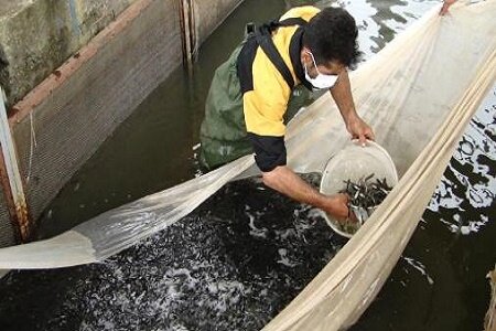 رهاسازی ۱۳۰ هزار بچه ماهی در منابع آبی خرمشهر