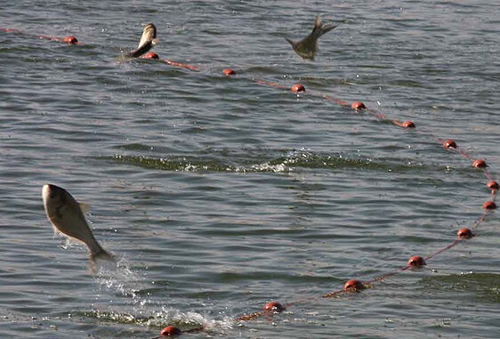 لغو ممنوعیت صید ماهی حلوا سفید در صیدگاه‌های شمالی خلیج فارس