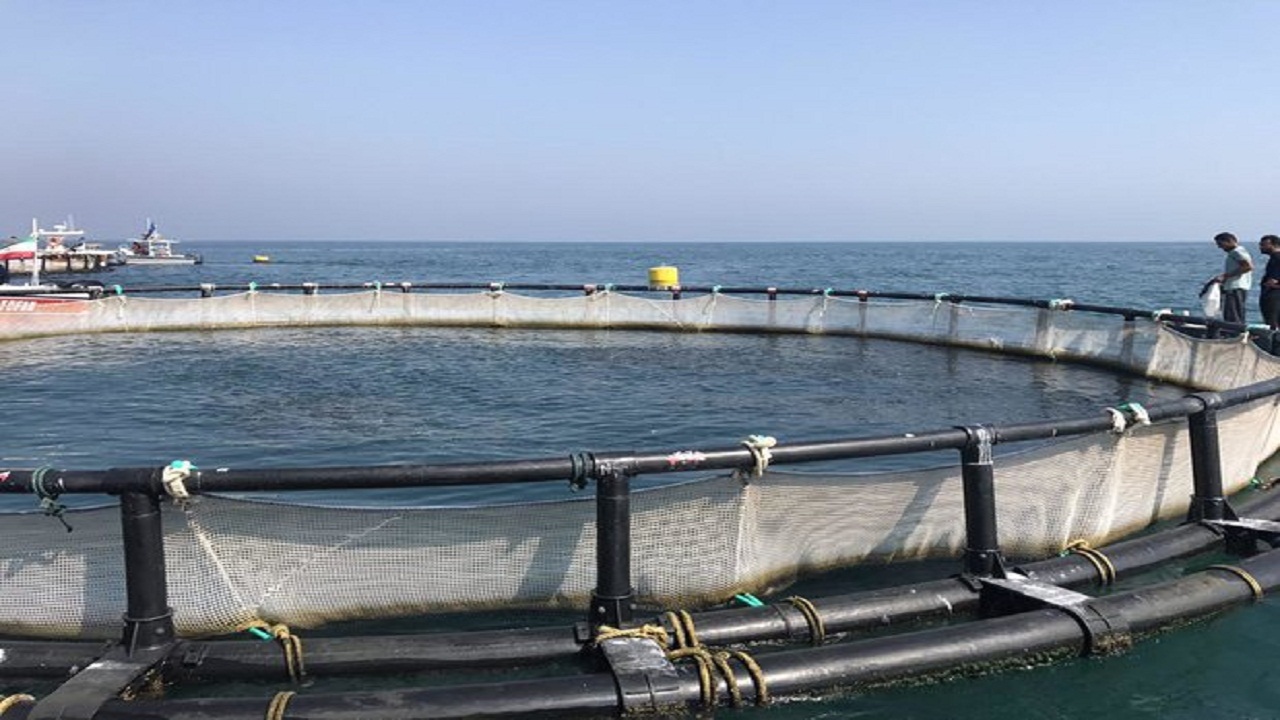 اجرای طرح پرورش ماهی در قفس برای نخستین بار در خوزستان