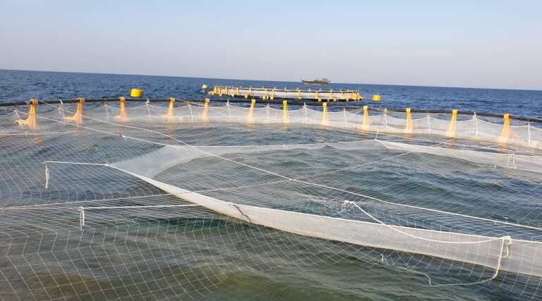۲۵۰ هزار قطعه بچه ماهی در قفس‌های دریایی شهرستان دیلم ذخیره‌سازی شد