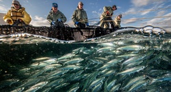سازمان ملل متحد و سال ماهیگیری و پرورش ماهی خُرد در ۲۰۲۲
