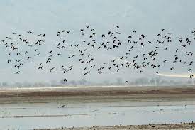پایش آنفلوانزای فوق حاد پرندگان در بندر ماهشهر