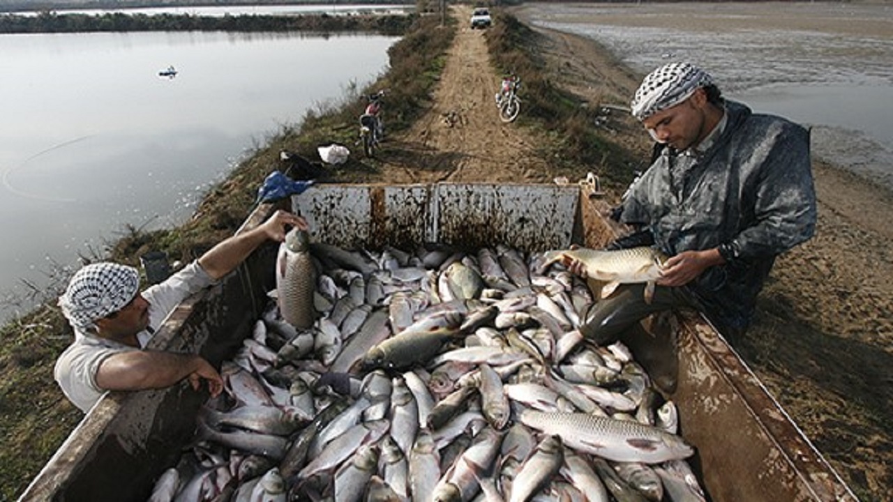 از سرگیری صید ماهی شوریده در صیدگاه‌های شمال غرب خلیج فارس