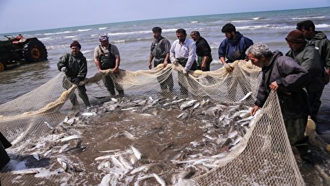 تمدید فصل صید ماهیان استخوانی در آب های گلستان