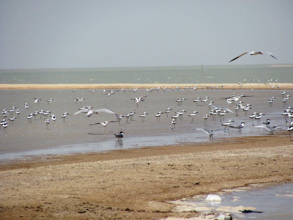 جزیرۀ دارا در خوزستان به پارک ملی دریایی تبدیل می‌شود
