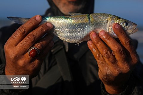 (تصاویر) صید ماهی در مازندران