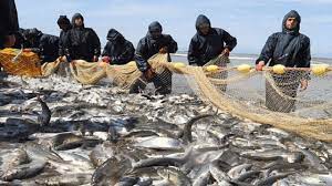 رشد ۶۰ درصدی صید ماهیان استخوانی دریای خزر