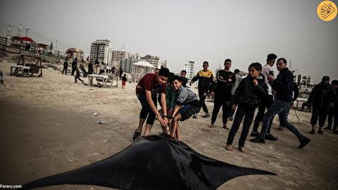 (تصاویر) صید گسترده یک ماهی عجیب در غزه