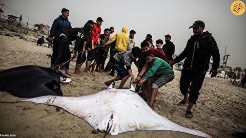 (تصاویر) صید گسترده یک ماهی عجیب در غزه