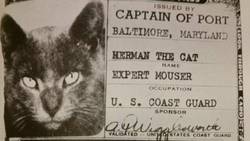درباره گربه‌های دریانورد چیزی شنیده‌اید؟