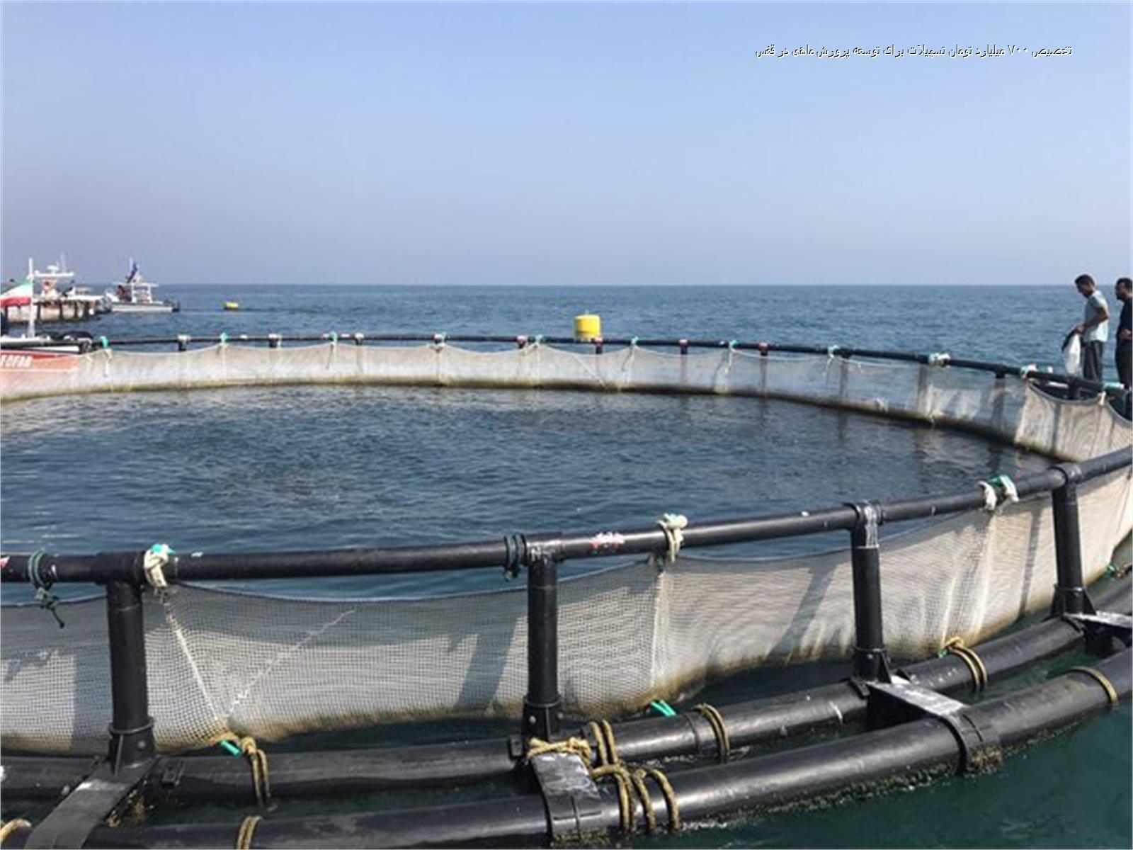 صدور ۷۲ مجوز برای پرورش ماهی در سواحل استان بوشهر