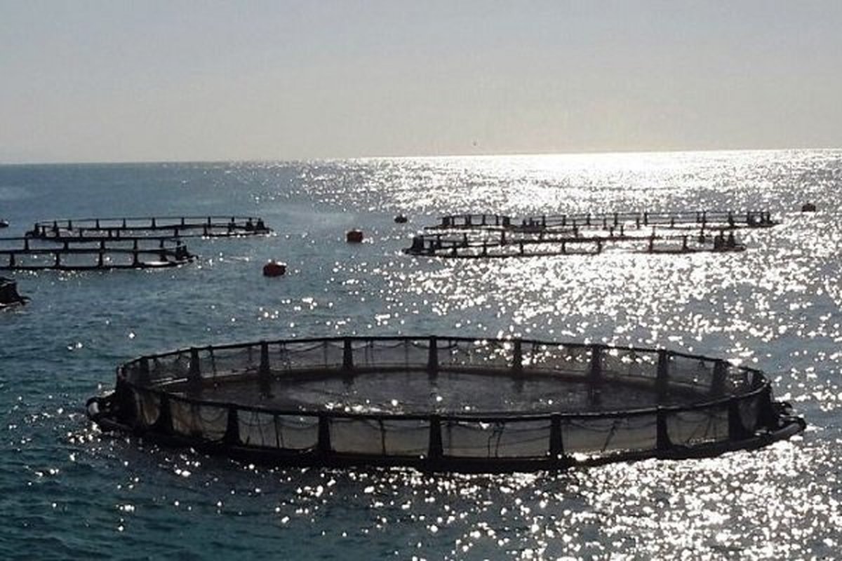 صدور مجوز موافقت اولیه با احداث و نصب پرورش ماهی در ۲ منطقه ساحلی خوزستان