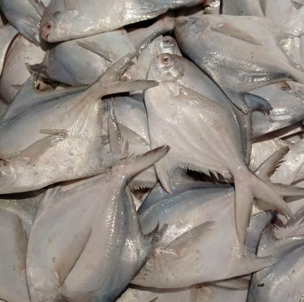 ممنوعیت صید ماهی حلوا سفید در صیدگاه‌های خوزستان و بوشهر