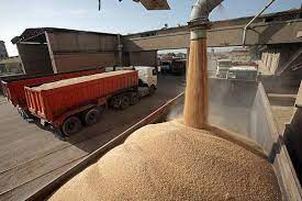 تخلیه ۹۰۸ هزار تن گندم در بندر امام خمینی با ۱۳ فروند کشتی
