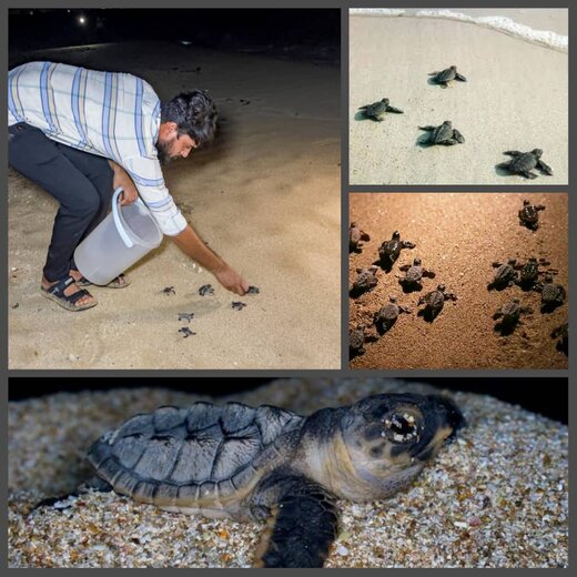 ۳۴۲ قطعه بچه لاک‌پشت در ساحل خلیج‌فارس منطقه عسلویه رها شدند