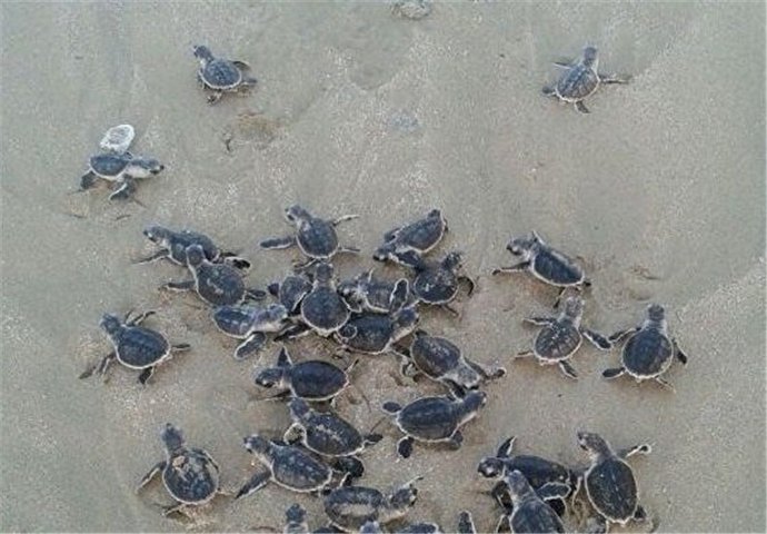 آغاز ورود بچه لاک‌پشت‌ها به خلیج‌فارس در سواحل استان بوشهر
