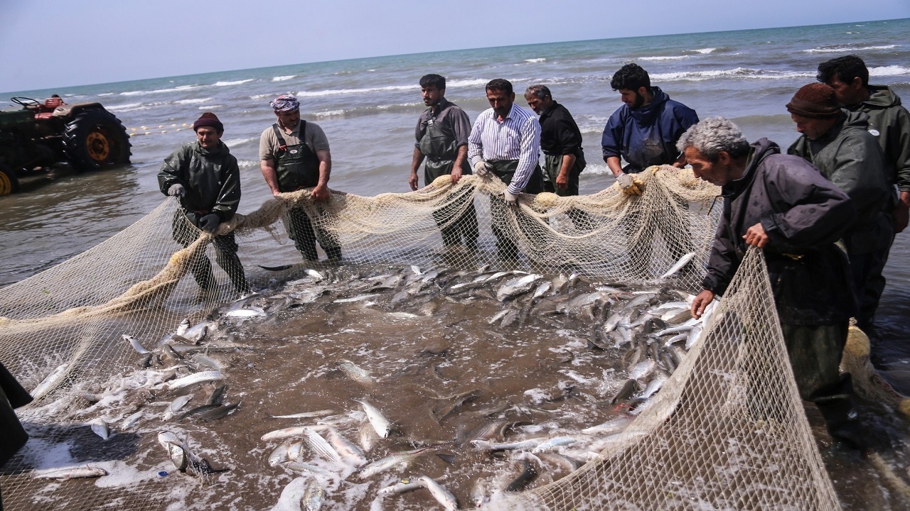 صید ۹ هزار و ۷۱۴ تُن انواع ماهیان استخوانی در دریای خزر/ کاهش صید ماهیان استخوانی دریای خزر
