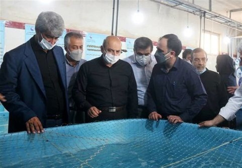 دستیابی ایران به تولید و تکثیر مصنوعی ماهی دریایی سی باس آسیایی