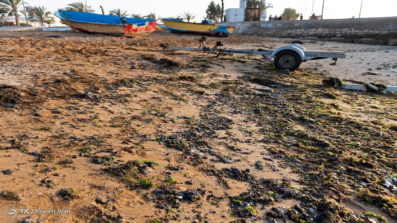 سواحل جنوبی استان بوشهر آلوده به لکه‌های نفتی است