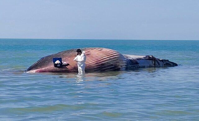 لاشه نهنگ ۱۵ متری در سواحل بندر هندیجان