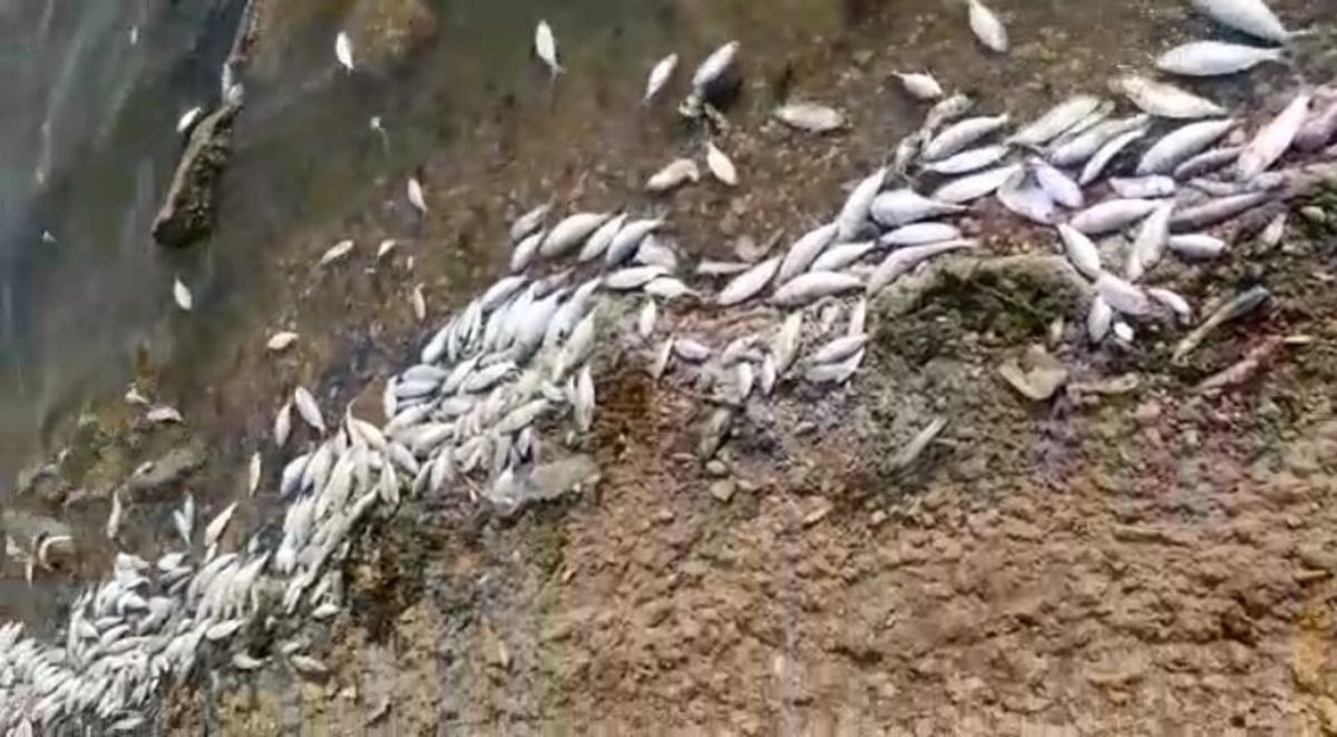 تلف شدن هزاران قطعه ماهی در دریاچه استحصال نمک بندر ماهشهر