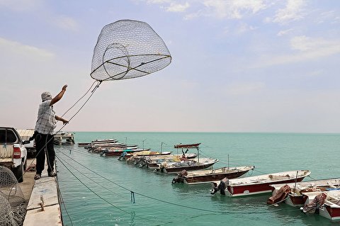 آزاد شدن صید میگوی ببری در بحرکان هندیجان