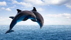 سوء استفاده روسیه از دلفین‌ها