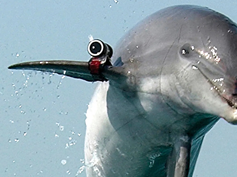 سوء استفاده روسیه از دلفین‌ها