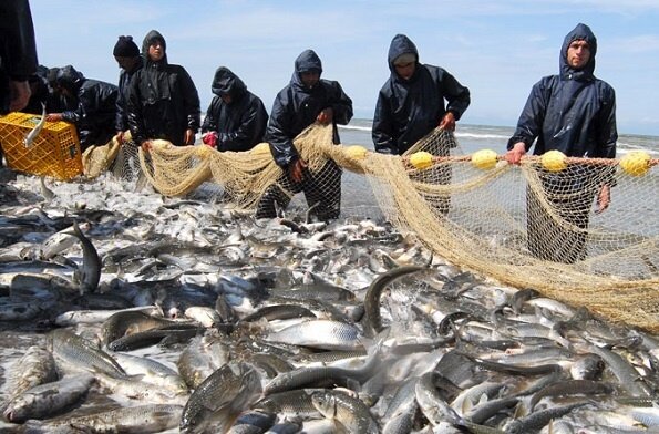 صید بیش از ۱۰ تن انواع ماهیان استخوانی از آب‌های خزر